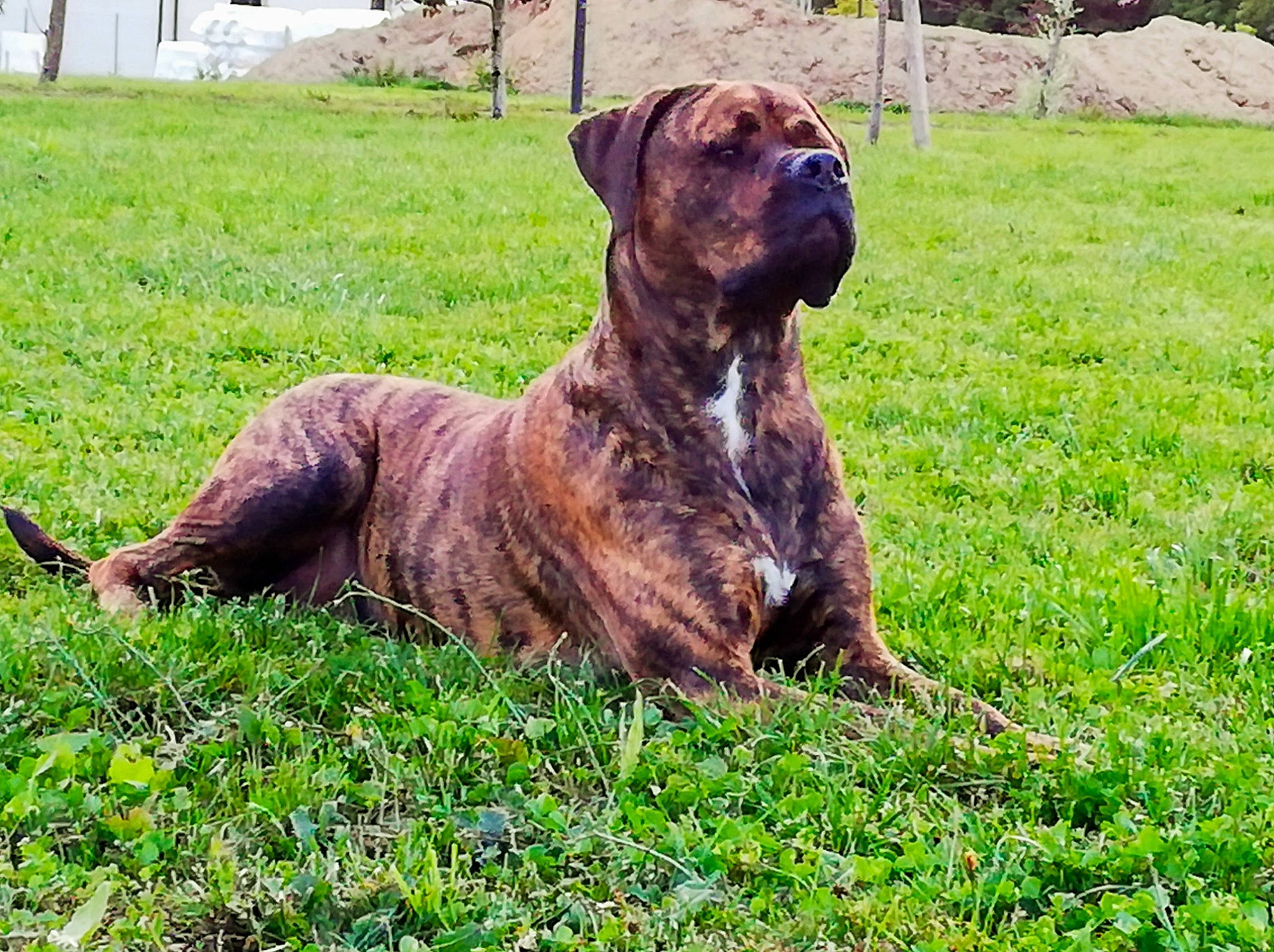 Naiko participe au concours pour gagner de l&#x27;argent avec cette photo : canidae, carnivore, collar, companion_dog, dog, dog_breed, fawn, grass, grass_family, grassland, groundcover, guard_dog, lawn, liver, meadow, pasture, prairie, snout, sporting_group, working_dog