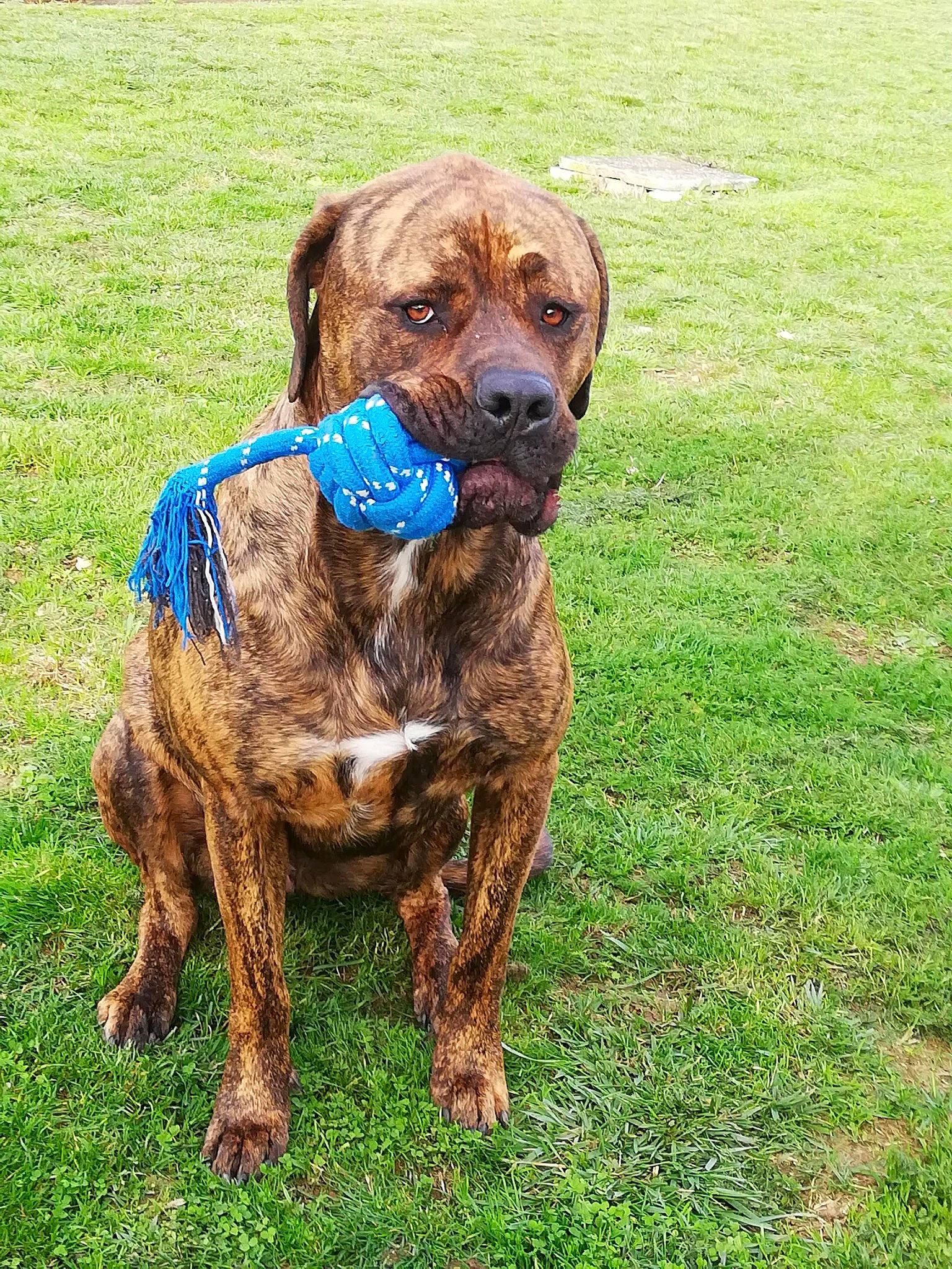 Naiko a rejoint le concours — aidez-le/la à gagner de superbes lots ! canidae, carnivore, collar, companion_dog, dog, dog_breed, dog_collar, dog_supply, fawn, field, grass_family, groundcover, hunting_dog, leash, liver, mammal, pet_supply, snout, sporting_group, working_animal