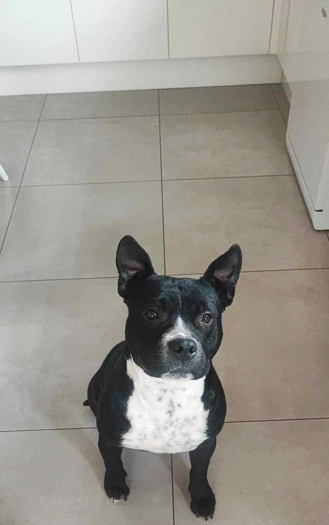 Gamine participe au concours pour gagner de l'argent avec cette photo : boston_terrier, canidae, carnivore, collar, companion_dog, dog, dog_breed, dog_collar, dog_supply, fawn, floor, flooring, hardwood, snout, sporting_group, tail, tile_flooring, toy_dog, whiskers, working_animal
