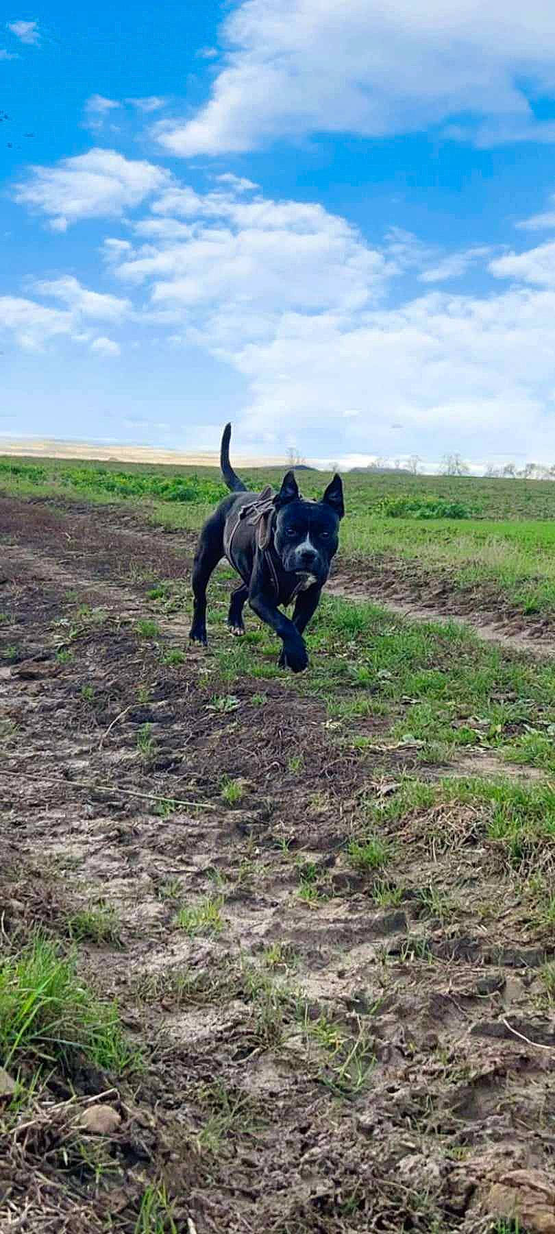 Gamine participe au concours pour gagner de l'argent avec cette photo : canidae, carnivore, cloud, dog, dog_breed, fawn, grass, grassland, guard_dog, hill, landscape, pasture, plant, prairie, sky, soil, sporting_group, tail, terrestrial_animal, working_animal