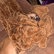 Tito joined the competition — help win amazing prizes! dog, blanket, couch, cozy, sleeping, brown, pet, indoor, fur, relaxing, snuggled, comfort, nose, face, home, resting, soft, warm, animal, wrapped