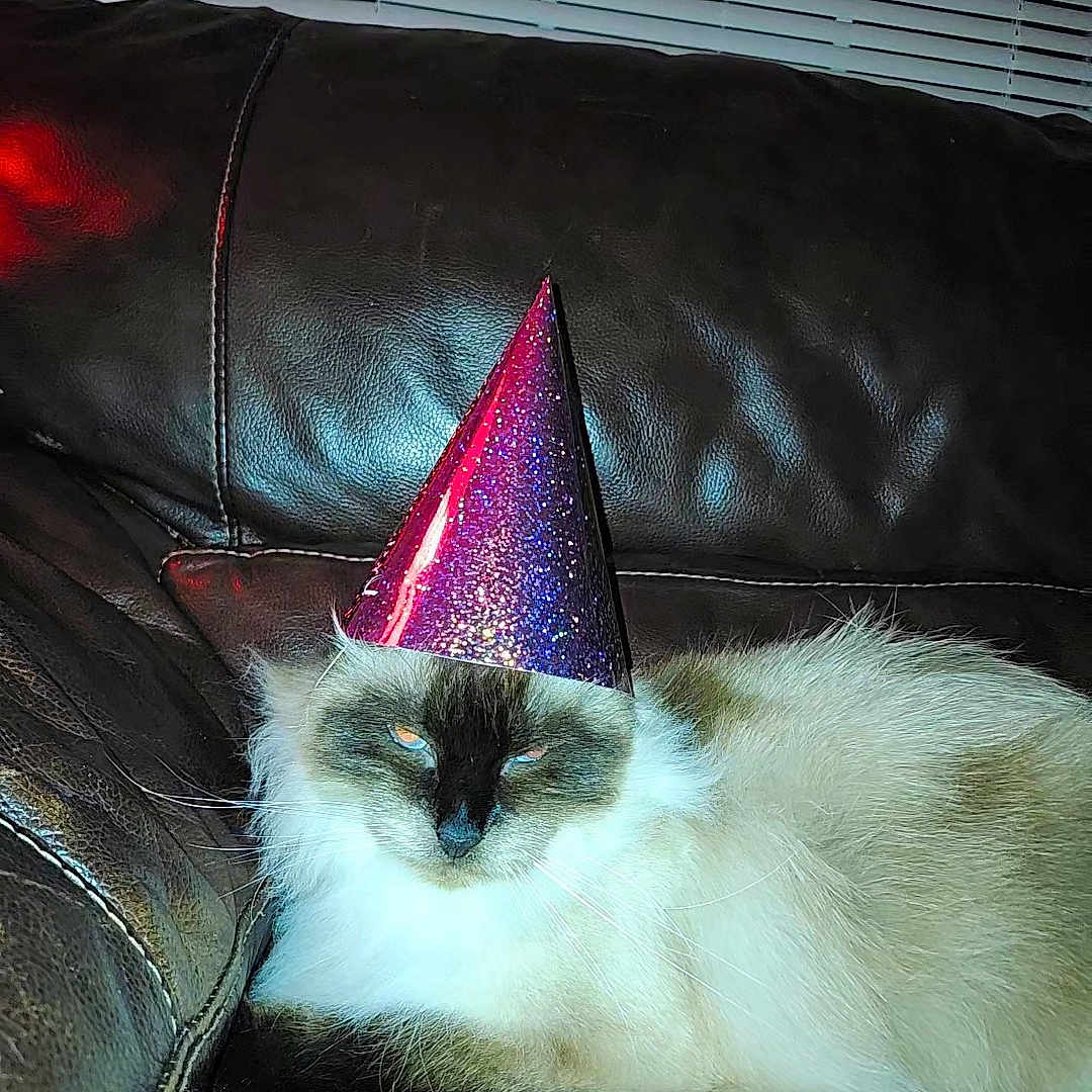 Mocha joined the competition — help win amazing prizes! animal, cat, clothing, couch, furniture, hat, partyhat, people, person, pet