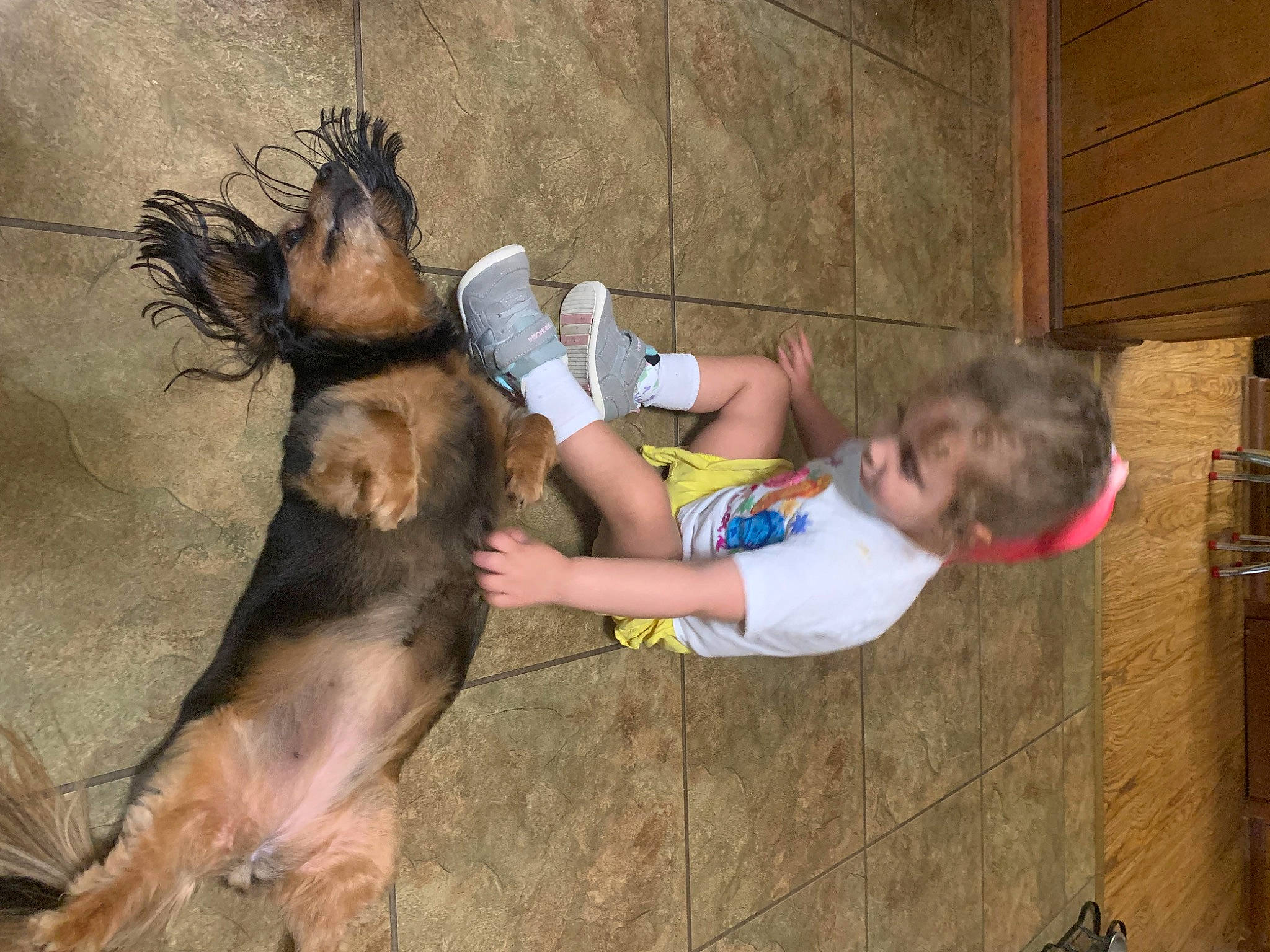 Marley Jane is registered to the contest to win money with this photo: canidae, carnivore, companion_dog, dog, dog_breed, fawn, flooring, fun, fur, guard_dog, happy, liver, livestock, paw, sporting_group, t_shirt, thigh, working_animal, working_dog