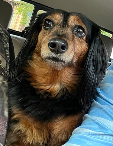 Marley Jane is registered to the contest to win money with this photo: canidae, carnivore, companion_dog, dog, dog_breed, fawn, fur, liver, smile, snout, sporting_group, terrestrial_animal, whiskers, working_animal, working_dog