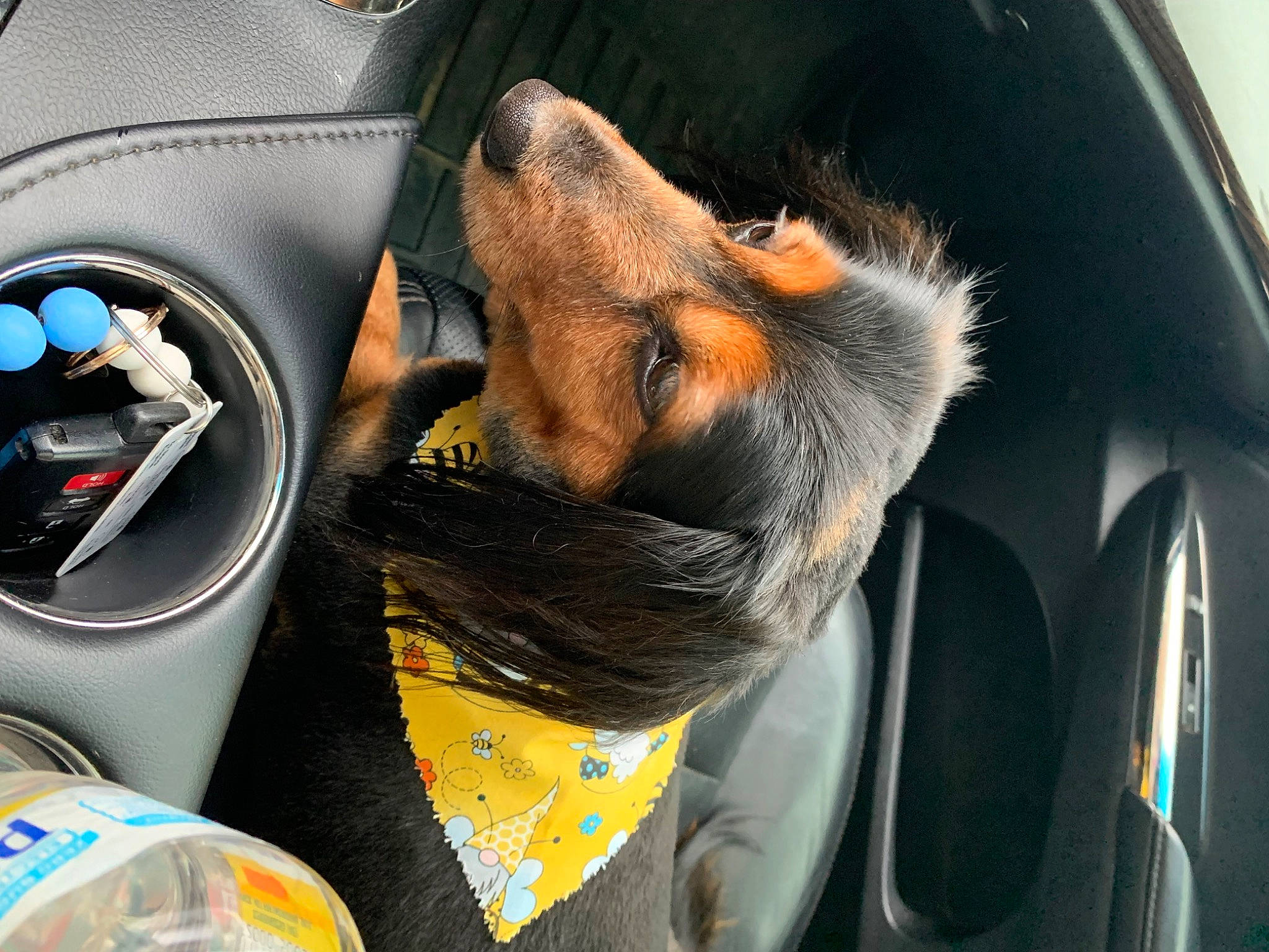 Marley Jane is registered to the contest to win money with this photo: auto_part, automotive_design, automotive_exterior, automotive_lighting, automotive_mirror, automotive_wheel_system, car, car_seat, carnivore, center_console, family_car, hood, mode_of_transport, motor_vehicle, personal_luxury_car, steering_part, steering_wheel, vehicle, vehicle_door, windshield