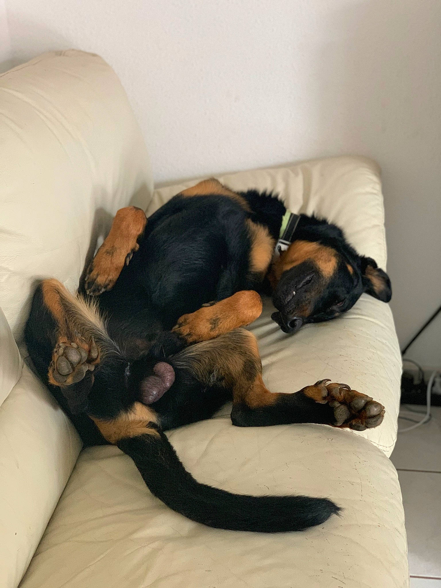 Scott participe au concours pour gagner de l'argent avec cette photo : bed, canidae, carnivore, comfort, companion_dog, couch, dog, dog_breed, fawn, foot, fur, guard_dog, human_leg, linens, paw, sporting_group, tail, terrestrial_animal, thigh, working_animal