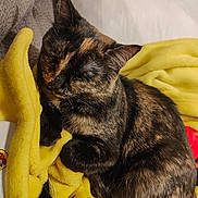 Ripley is registered to the contest to win money with this photo: animal, blanket, cat, closeup, comfort, cozy, cute, domestic, feline, fur, indoor, nap, pet, relaxed, resting, sleeping, soft, tortoiseshell, warm, yellow