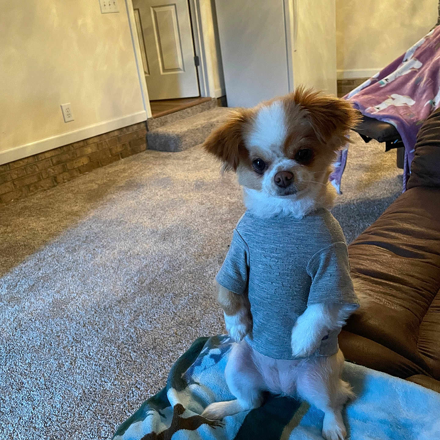 Pebbles joined the competition — help win amazing prizes! adult, animal, architecture, art, building, canine, cockerspaniel, couch, dog, female, furniture, indoors, painting, papillon, person, pet, puppy, terrier, woman, wood