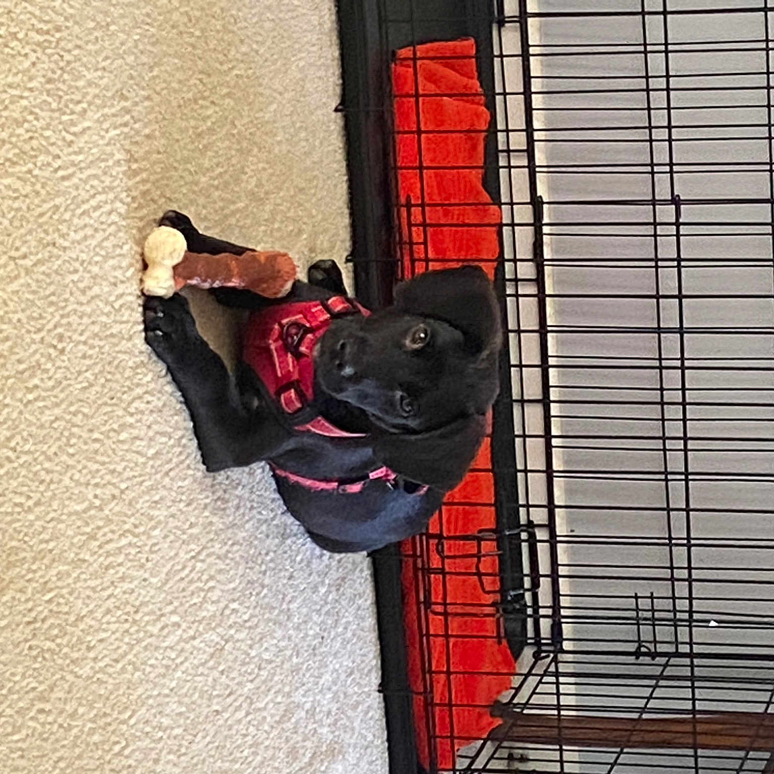 Maverick joined the competition — help win amazing prizes! animal_shelter, carmine, carnivore, collar, companion_dog, dog, dog_breed, dog_supply, fashion_accessory, flooring, mesh, pattern, pet_supply, room, snout, sporting_group, tail, wall, window, working_animal