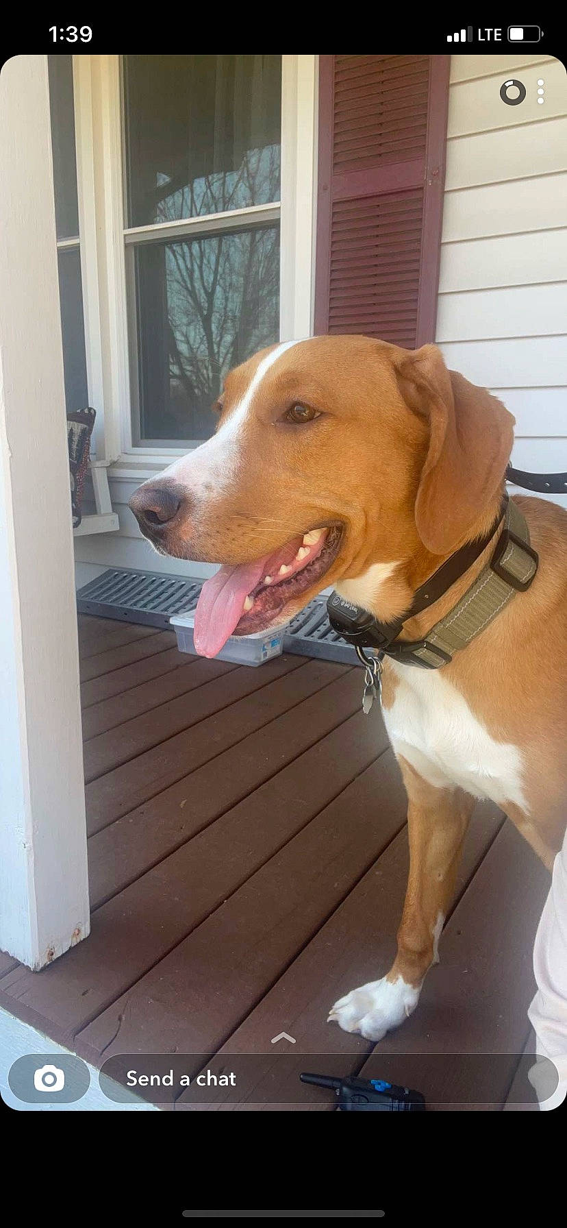 Charlie joined the competition — help win amazing prizes! ball, carnivore, collar, companion_dog, dog, dog_breed, dog_collar, dog_supply, door, fawn, hardwood, hound, leash, liver, pet_supply, sporting_group, tail, whiskers, wood, working_animal