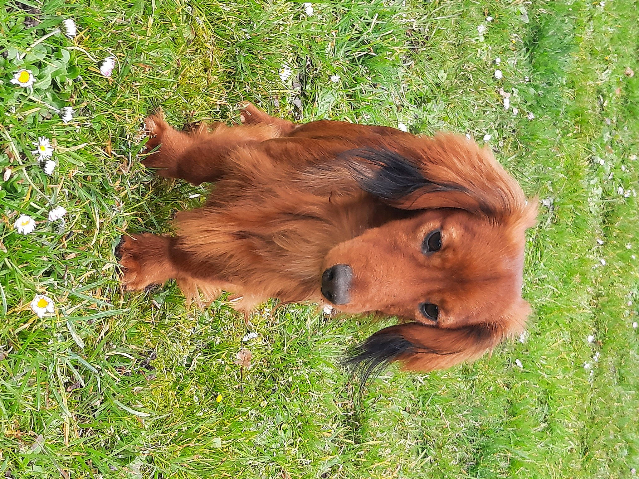 Tweeter a rejoint le concours — aidez-le/la à gagner de superbes lots ! bovine, canidae, companion_dog, dog_breed, fawn, fur, grass, grassland, grazing, liver, livestock, natural_landscape, natural_material, plant, snout, sporting_group, tail, terrestrial_animal, wood, working_animal