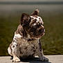 animal, brown_spotted, canine, curious, cute, daylight, dog, ears, fur, nature, outdoor, pet, portrait, puppy, side_view, sitting, small_dog, stone_ledge, sunlight, young_dog