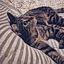 Yuki participe au concours pour gagner de l'argent avec cette photo : cat, tabby_cat, bed, blanket, striped_pattern, whiskers, fur, indoor, cozy, portrait, pet, feline, paws, bedding, home, relaxing, soft_texture, eye, ears, bedroom_furniture