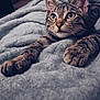 Yuki participe au concours pour gagner de l'argent avec cette photo : cat, kitten, tabby_cat, paws, whiskers, big_eyes, fur, blanket, cozy, portrait, close_up, indoor, bed, relaxed, cute, pet, domestic_cat, soft_texture, gaze, detail_shot