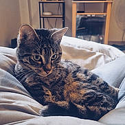 Yuki participe au concours pour gagner de l'argent avec cette photo : cat, tabby_cat, blanket, bed, indoor, television, tv_stand, shelf, picture_frame, living_room, cozy, whiskers, fur, portrait, pet, domestic_animal, furniture, relaxed, window, home
