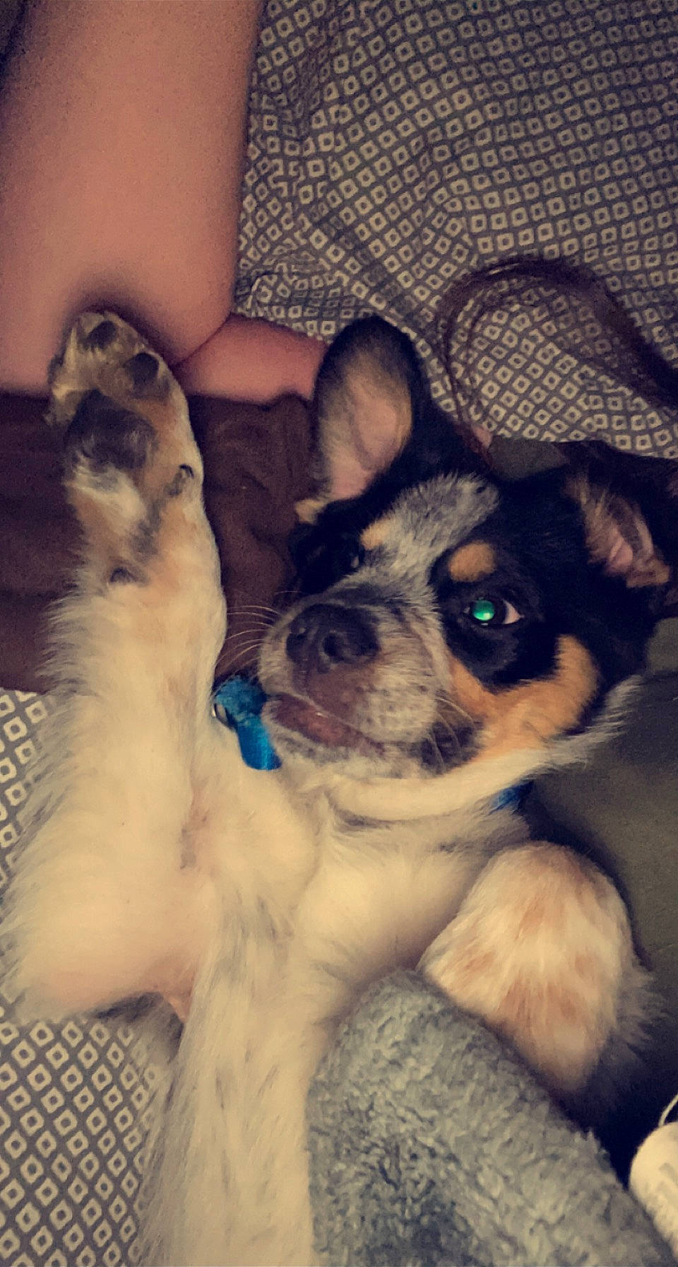 Parker joined the competition — help win amazing prizes! canidae, carnivore, chihuahua, comfort, companion_dog, couch, dog, dog_breed, ear, fawn, fur, mammal, paw, puppy_love, snout, sporting_group, toy_dog, vertebrate, whiskers, working_animal