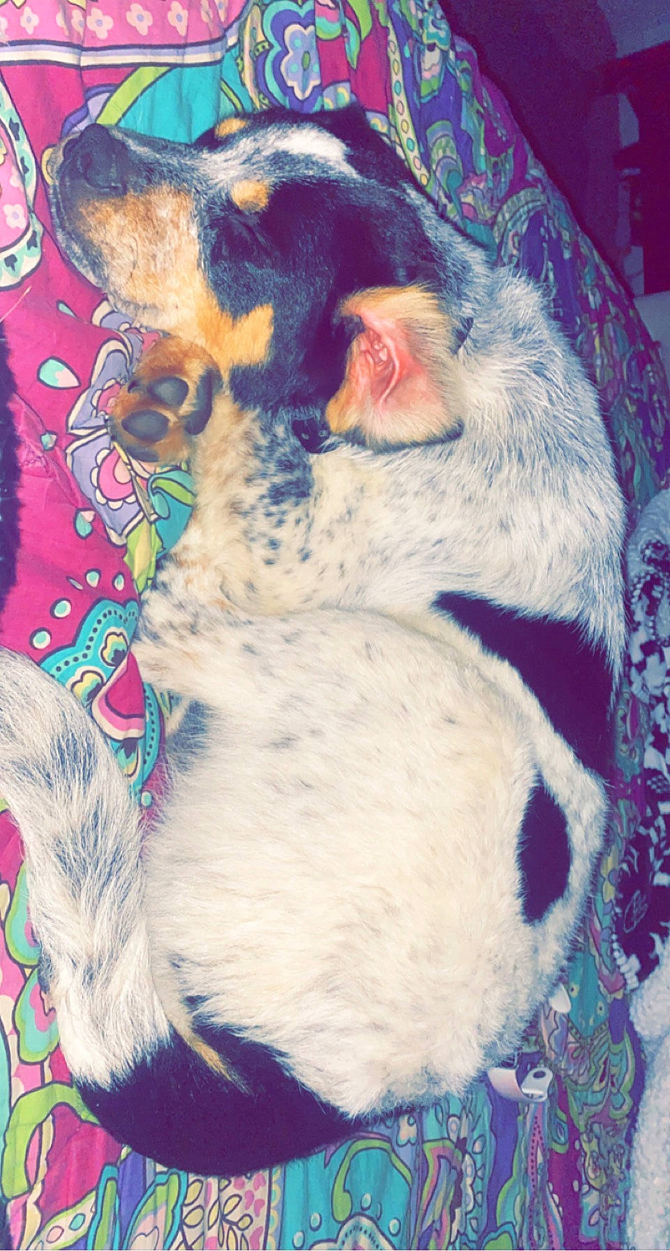 Parker joined the competition — help win amazing prizes! canidae, carnivore, companion_dog, dog, dog_breed, fawn, felidae, fur, guard_dog, mammal, paw, pet_supply, snout, sporting_group, tail, toy_dog, vertebrate, visual_arts, whiskers, working_animal