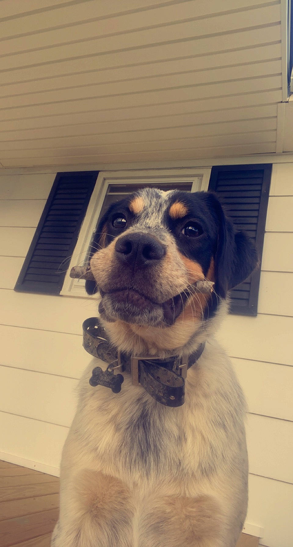 Parker joined the competition — help win amazing prizes! canidae, carnivore, collar, companion_dog, dog, dog_breed, dog_collar, ear, fawn, fur, giant_dog_breed, happy, leash, personal_protective_equipment, pet_supply, puppy, sporting_group, whiskers, working_animal, working_dog