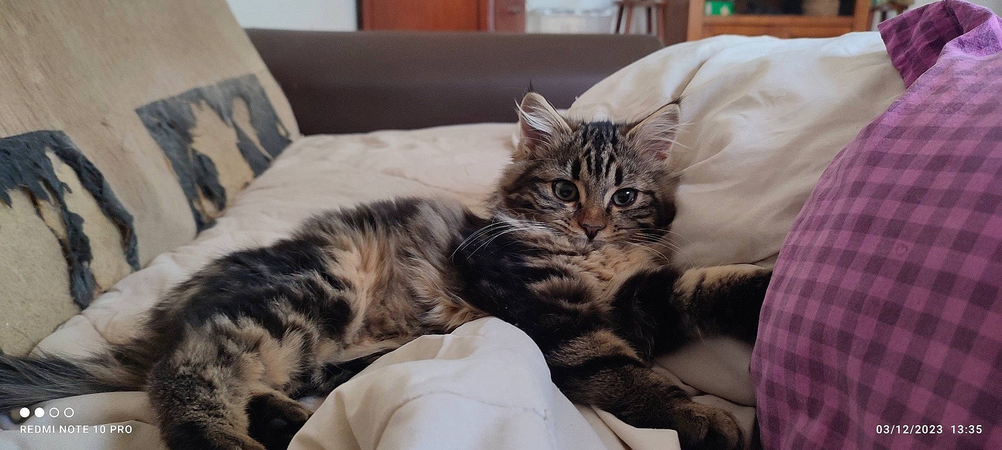 Upendi a rejoint le concours — aidez-le/la à gagner de superbes lots ! bed, bed_sheet, bedding, carnivore, cat, claw, comfort, couch, domestic_short_haired_cat, felidae, fur, grey, nap, paw, sitting, small_to_medium_sized_cats, snout, tail, tree, whiskers