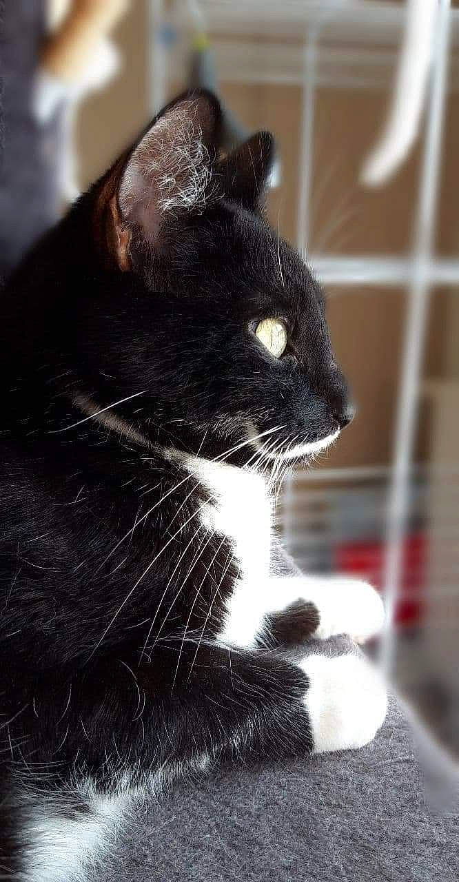 Razmo a rejoint le concours — aidez-le/la à gagner de superbes lots ! black_cat, bombay, carnivore, cat, domestic_short_haired_cat, felidae, fur, grey, monochrome, monochrome_photography, paw, small_to_medium_sized_cats, snout, tail, terrestrial_animal, whiskers, window