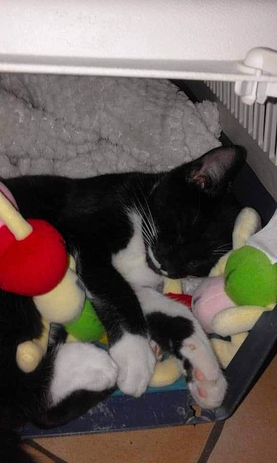 Razmo participe au concours pour gagner de l'argent avec cette photo : canidae, carmine, carnivore, cat, cat_supply, claw, comfort, companion_dog, dog_breed, felidae, fur, human_leg, paw, pet_supply, room, small_to_medium_sized_cats, snout, sporting_group, tail, whiskers