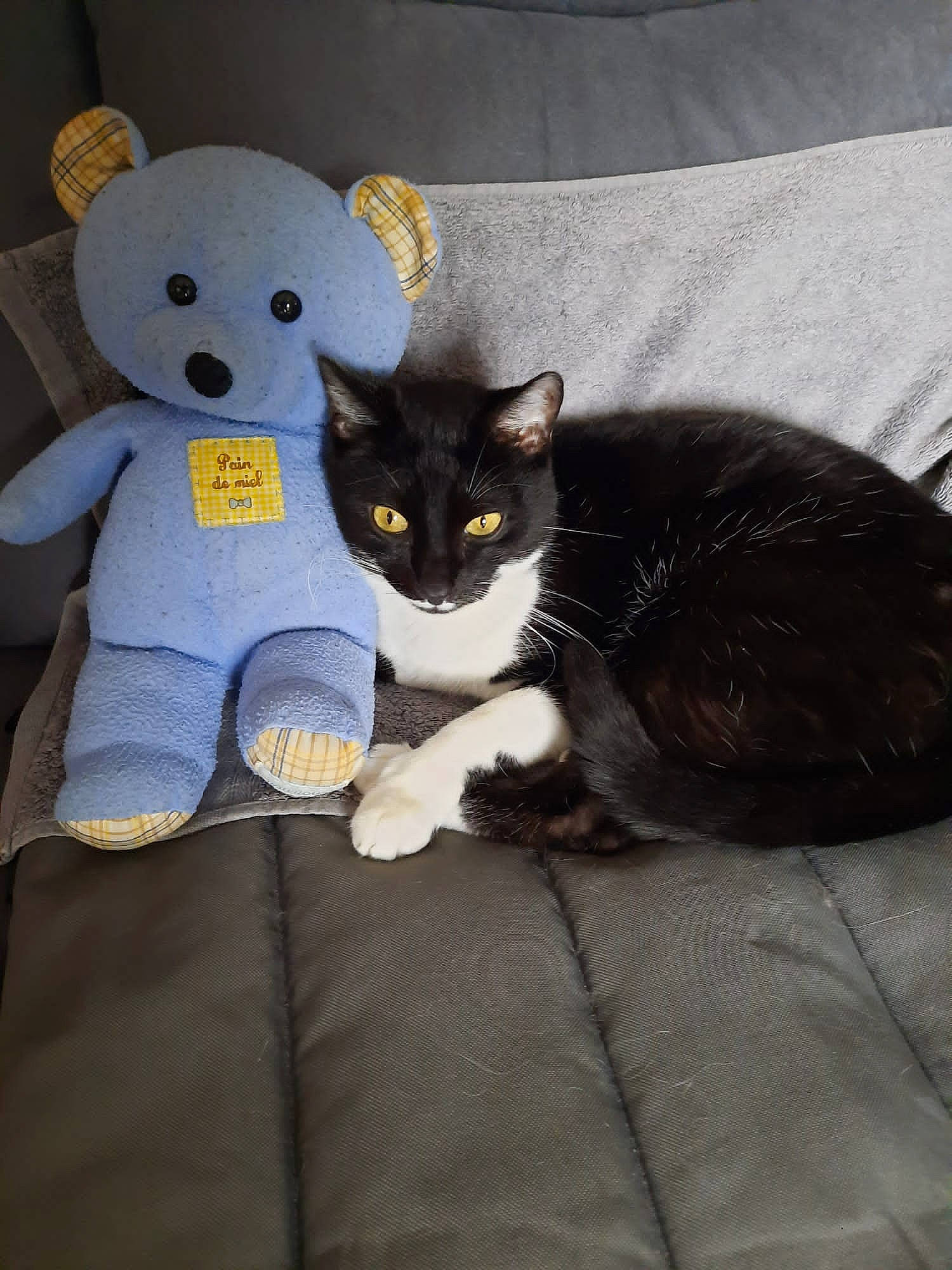 Razmo a rejoint le concours — aidez-le/la à gagner de superbes lots ! carnivore, cat, comfort, domestic_short_haired_cat, eye, felidae, fur, grey, human_leg, lap, linens, paw, plush, sitting, small_to_medium_sized_cats, snout, stuffed_toy, tail, toy, whiskers