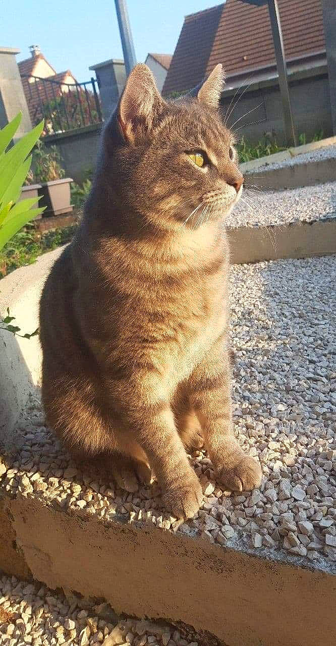 Macaron a rejoint le concours — aidez-le/la à gagner de superbes lots ! asphalt, carnivore, cat, domestic_short_haired_cat, eye, fawn, felidae, fur, grass, plant, road_surface, sitting, small_to_medium_sized_cats, snout, tail, terrestrial_animal, tree, whiskers, wildlife, wood