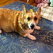 Pheona is registered to the contest to win money with this photo: dog, corgi, pet, indoor, carpet, toy, pet_bed, floor, fur, animal, cute, relaxed, looking, ears, paw, home, cozy, orange, white, small_dog