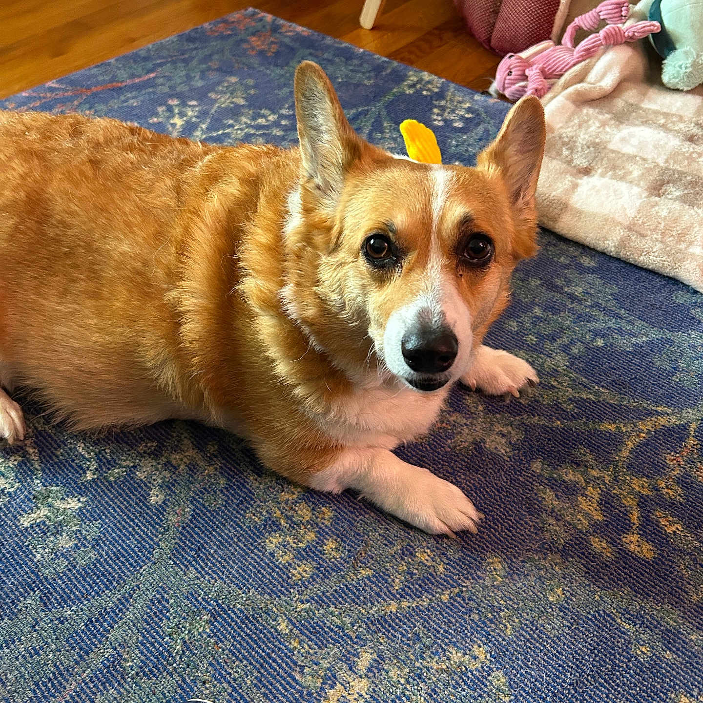Pheona is registered to the contest to win money with this photo: dog, corgi, pet, indoor, carpet, toy, pet_bed, floor, fur, animal, cute, relaxed, looking, ears, paw, home, cozy, orange, white, small_dog