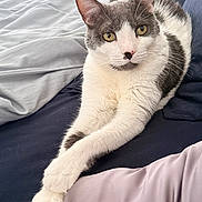 Kitkat joined the competition — help win amazing prizes! cat, feline, pet, grey_and_white, bed, bedding, paws, crossed_paws, relaxed, indoor, fur, whiskers, ears, eyes, resting, cute, animal, domestic, sleepy, cozy