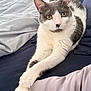 cat, feline, pet, grey_and_white, bed, bedding, paws, crossed_paws, relaxed, indoor, fur, whiskers, ears, eyes, resting, cute, animal, domestic, sleepy, cozy