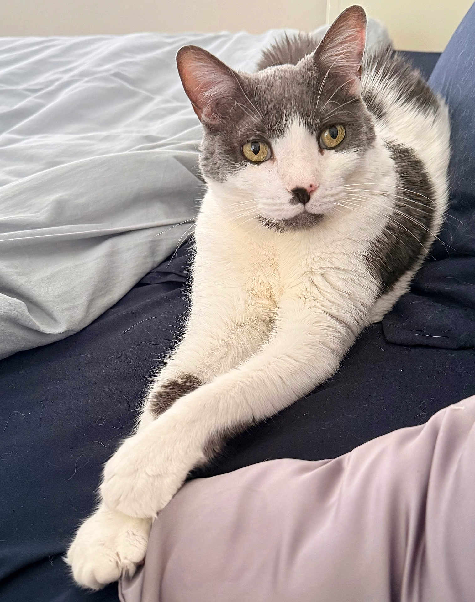 Kitkat joined the competition — help win amazing prizes! cat, feline, pet, grey_and_white, bed, bedding, paws, crossed_paws, relaxed, indoor, fur, whiskers, ears, eyes, resting, cute, animal, domestic, sleepy, cozy