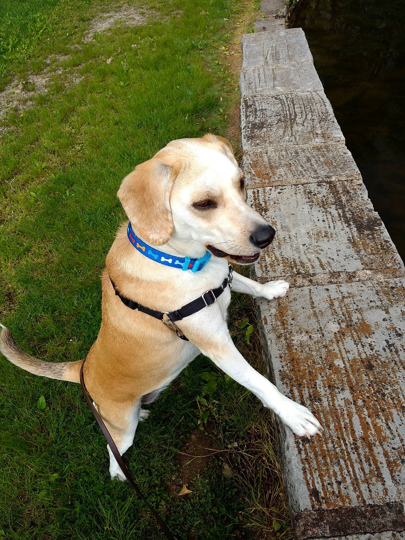 Peanuts joined the competition — help win amazing prizes! adventure, canidae, carnivore, collar, companion_dog, dog, dog_breed, dog_collar, dog_supply, fawn, grass, gun_dog, leash, pet_supply, plant, retriever, snout, sporting_group, tail, wood