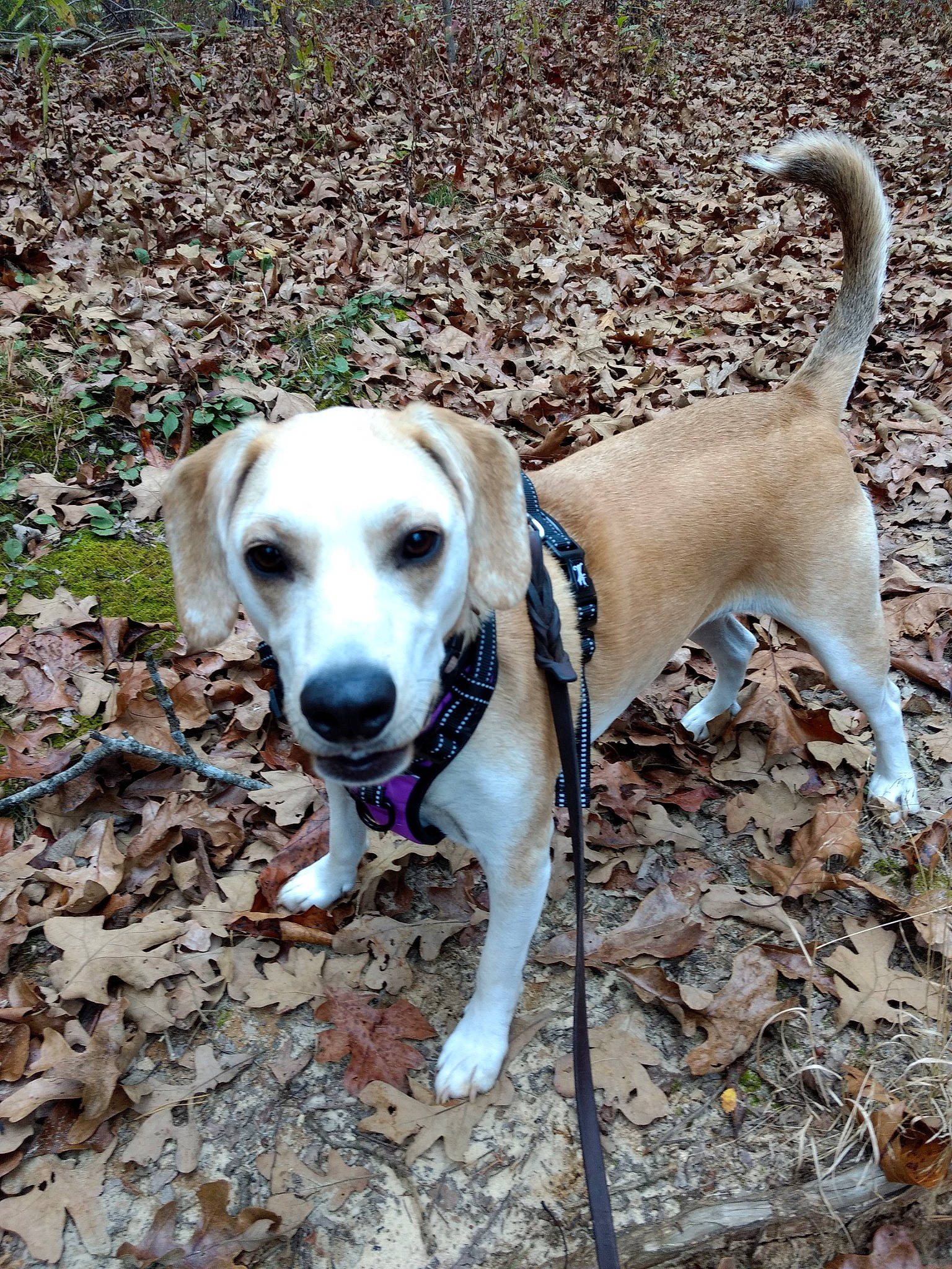 Peanuts is registered to the contest to win money with this photo: canidae, carnivore, collar, companion_dog, dog, dog_breed, dog_collar, dog_supply, fawn, grass, gun_dog, mammal, paw, plant, snout, soil, sporting_group, tail, vertebrate, working_animal