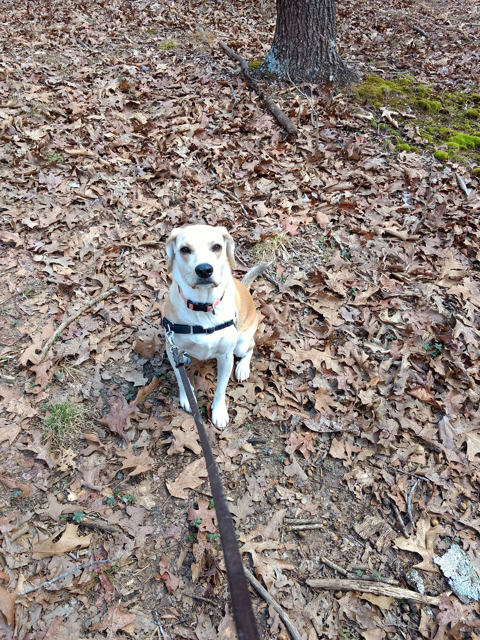 Peanuts is registered to the contest to win money with this photo: adventure, canidae, carnivore, collar, companion_dog, dog, dog_breed, dog_collar, dog_supply, fawn, grass, pet_supply, plant, snout, soil, sporting_group, tail, tree, vertebrate, wood