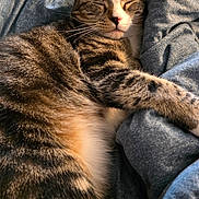 Gigee is registered to the contest to win money with this photo: cat, tabby, sleeping, cozy, blanket, bed, fur, whiskers, pet, relaxation, comfort, indoor, animal, cute, rest, nap, soft, warm, feline, peaceful