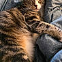 cat, tabby, sleeping, cozy, blanket, bed, fur, whiskers, pet, relaxation, comfort, indoor, animal, cute, rest, nap, soft, warm, feline, peaceful