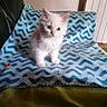 Milou participe au concours pour gagner de l'argent avec cette photo : animal, blanket, blue_blanket, cat, cozy, curious, cute, ears, feline, fluffy, fur, indoor, kitten, pet, sitting, small, soft, whiskers, white_cat, young