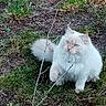 animal, blue_eyes, cat, curious, cute, dirt, feline, fluffy, fur, grass, ground, nature, outdoor, paw_raised, pet, playful, small_animal, stick, white_cat, wildlife