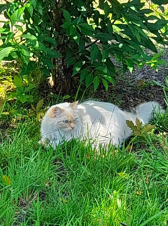 Milou