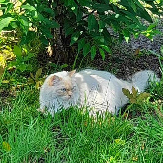 Milou
