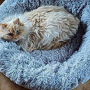 Milou a rejoint le concours — aidez-le/la à gagner de superbes lots ! animal, blue_eyes, cat, cozy, cream_colored, cute, domestic_cat, feline, fluffy, fur, indoor, mammal, pet_bed, plush, relaxed, resting, sleepy, soft_texture, tiled_floor, whiskers