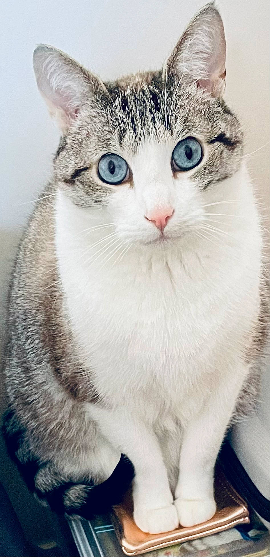 Nola a rejoint le concours — aidez-le/la à gagner de superbes lots ! art, blue, carnivore, cat, domestic_short_haired_cat, eye, felidae, fur, head, illustration, paw, pet_supply, photo_caption, small_to_medium_sized_cats, snout, terrestrial_animal, whiskers, white, wildlife, window