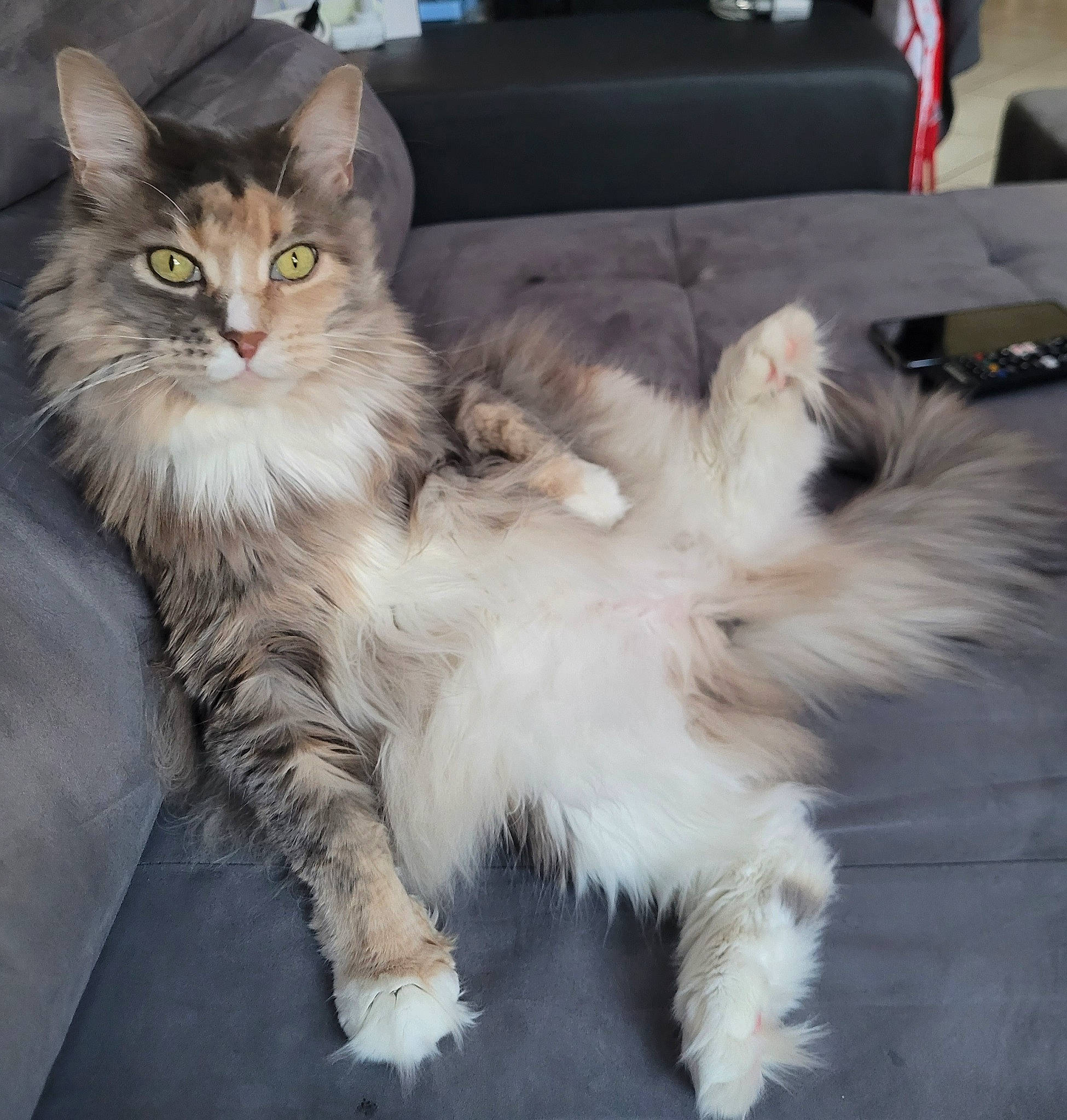 Jazz participe au concours pour gagner de l'argent avec cette photo : british_longhair, carnivore, cat, claw, comfort, felidae, fur, maine_coon, paw, ragdoll, sitting, small_to_medium_sized_cats, snout, tail, terrestrial_animal, whiskers, window