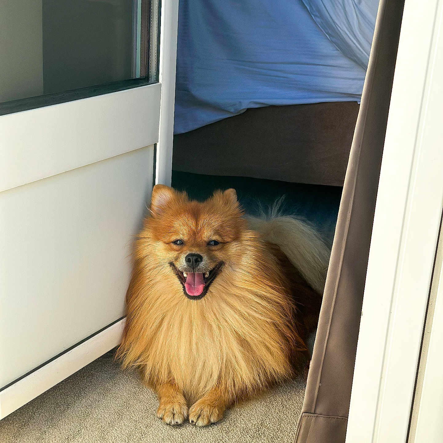 Chloé participe au concours pour gagner de l'argent avec cette photo : animal, architecture, bed, bedroom, building, canine, den, dog, door, furniture, hardwood, indoors, interiordesign, outdoors, pet, puppy, room, shelter, window, wood