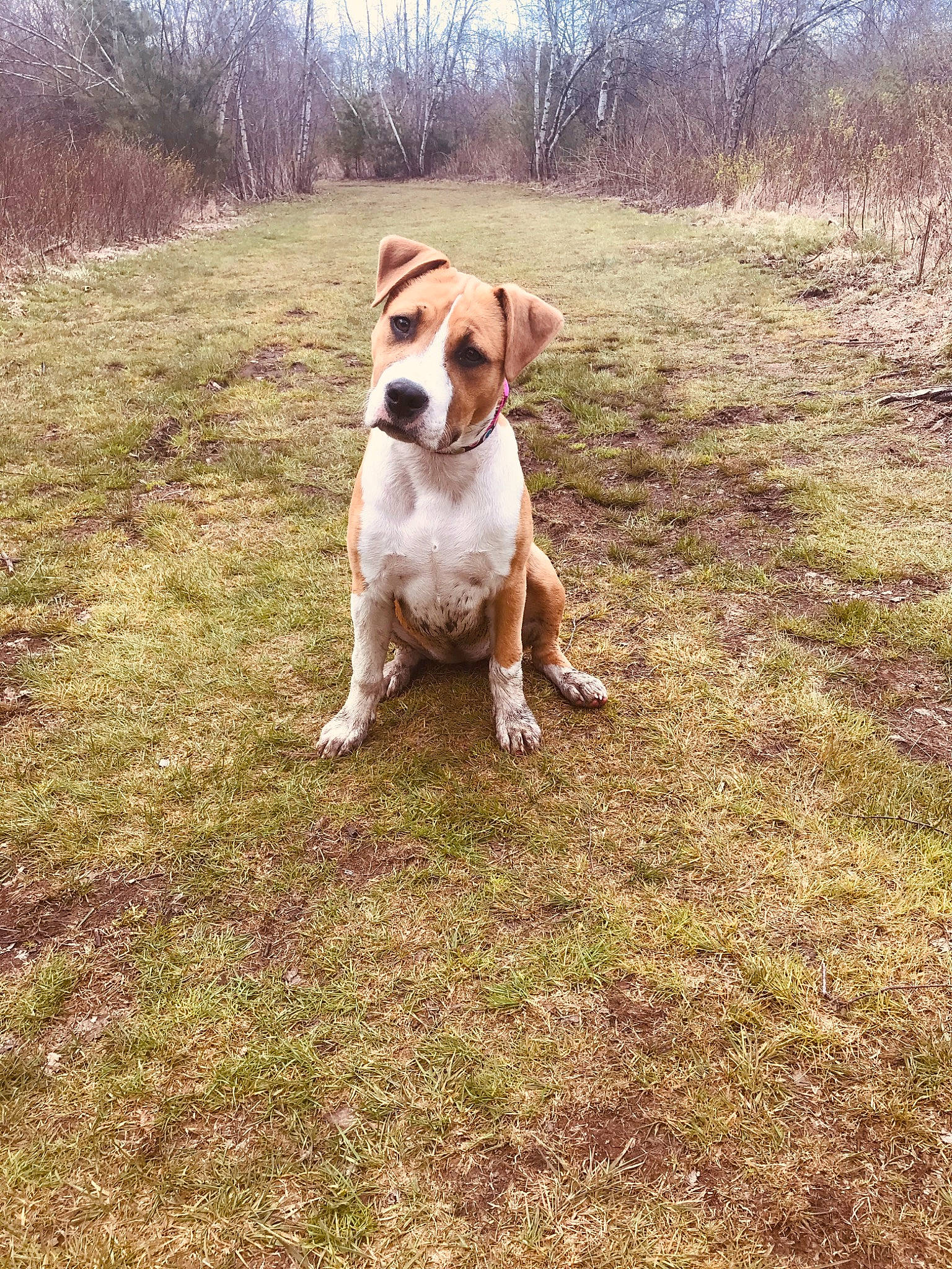 Rosie joined the competition — help win amazing prizes! american_pit_bull_terrier, american_staffordshire_terrier, canidae, carnivore, companion_dog, dog, dog_breed, fawn, grass, hunting_dog, mammal, plummer_terrier, posavac_hound, rare_breed_dog, sporting_group, vertebrate