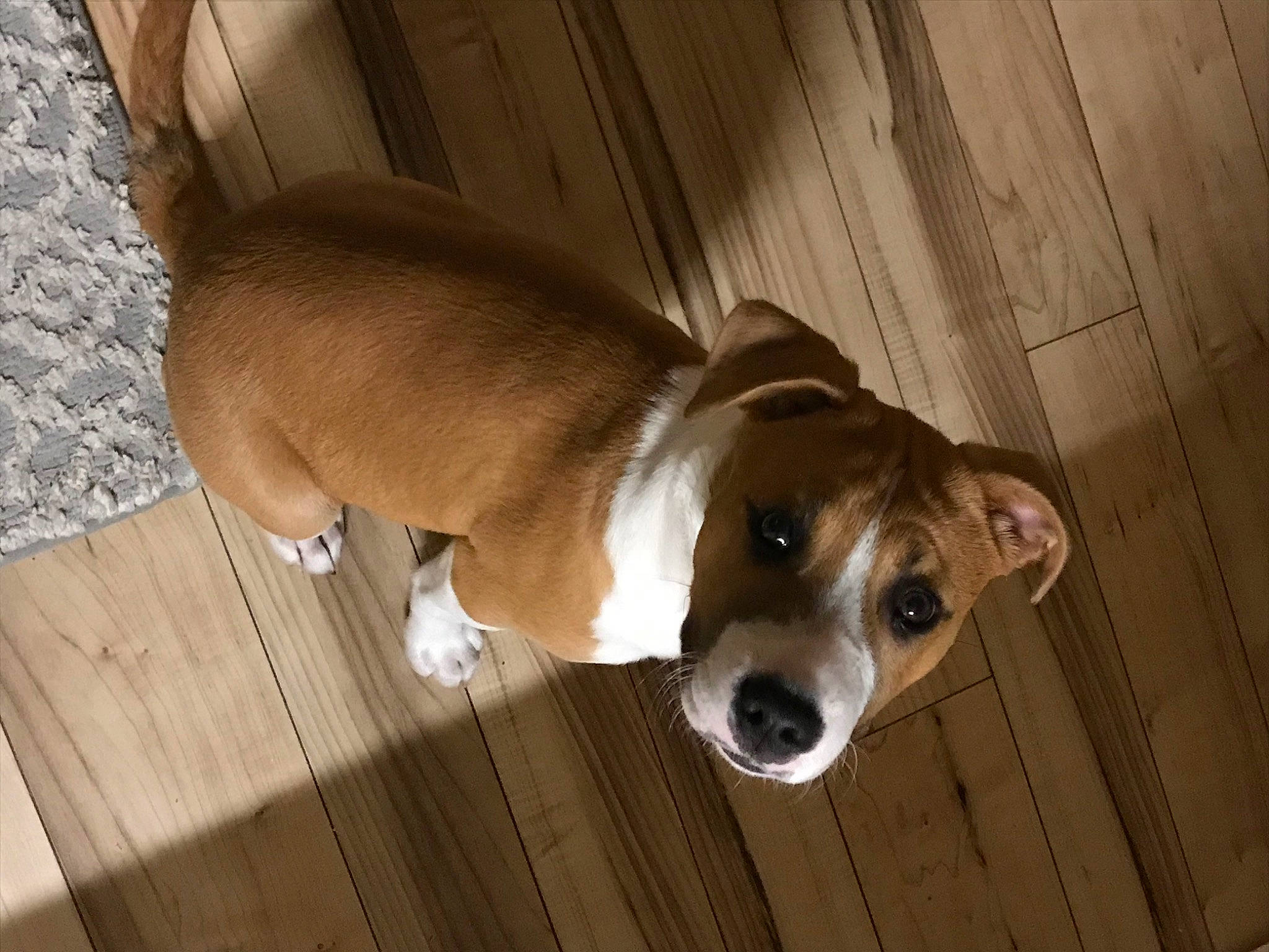 Rosie is registered to the contest to win money with this photo: canidae, carnivore, companion_dog, dog, dog_breed, fawn, feist, mammal, plummer_terrier, puppy, snout, treeing_feist, vertebrate, whiskers