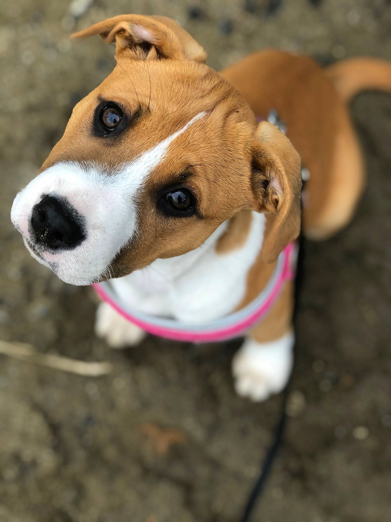 Rosie is registered to the contest to win money with this photo: beagle, canidae, carnivore, collar, companion_dog, dog, dog_breed, fawn, feist, harrier, leash, mammal, miniature_fox_terrier, nose, paw, plummer_terrier, puppy, snout, vertebrate, whiskers
