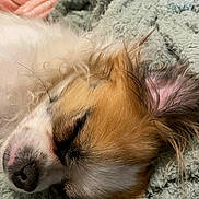 Milo participe au concours pour gagner de l'argent avec cette photo : animal, blanket, canine, cockerspaniel, dog, hound, papillon, person, pet, puppy, quilt, sleeping, terrier, towel