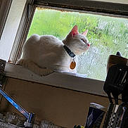 Snowball joined the competition — help win amazing prizes! cat, white_cat, windowsill, window, rainy_window, kitchen, sink, faucet, utensils, spatula, kitchen_tools, indoor, pet, animal, domestic_cat, looking_out, natural_light, relaxed, collar, tag